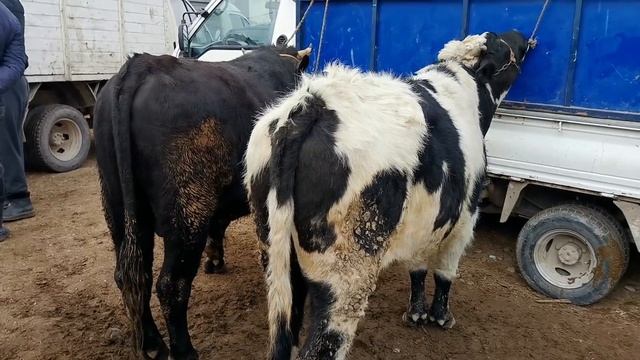 МОЛБОЗОРИ ШАХРИНАВ ЧУЗИ НАРХИ ГОВИ ШИРТЕ И ГУСАЛАЧАИ МАЙДА ГУСФАНД КУЧКОР СОВЛУҚ 25 декабря 2020