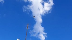 Николаевские голуби.Крым.В гостях у Анатолия.