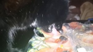 ВЫЙДУ НОЧЬЮ В КУХНЮ С КОТОМ