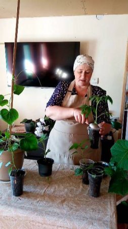 Важный МОМЕНТ для рассады.
