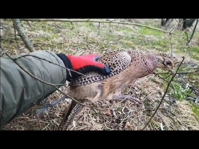 КАК ПОЙМАТЬ "СТАДО" ФАЗАНОВ;)