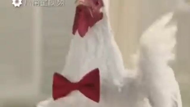 Курица поёт