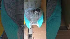 Мортал Комбат котята Пончик и Булочка представляют 😻