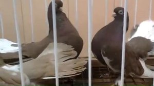 Статные - Казанские трясуны Александра(3)