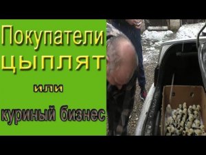 Продажа цыплят. Куриный бизнес