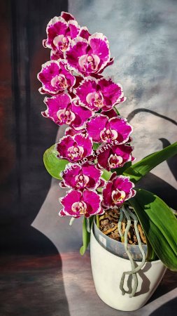 Phal. Knight Rider 🌺Красивейшая голландская орхидея бабочка Найт Райдер в домашнем цветении 🥰