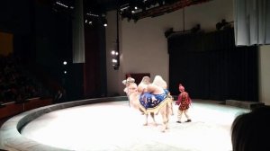 Необыкновенное путешествие в театре Дурова