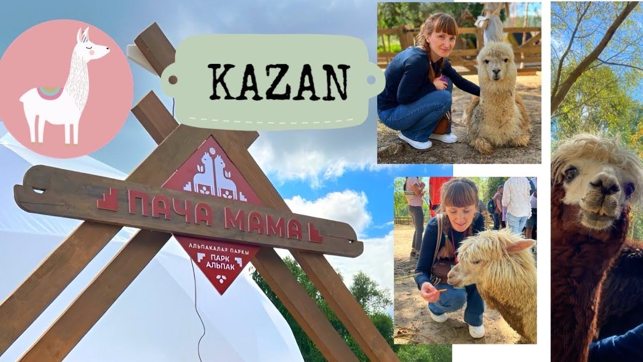 Парк альпак Пача Мама под Казанью - покажу что там да как смотреть онлайн