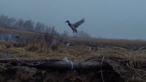 Открытие весенней охоты на селезня.В Новосибирской области