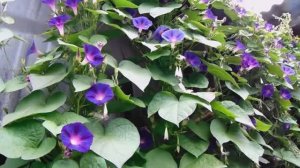 Выращивание  Ипомеи безрассадным способом на Урале. Размножение и уход .