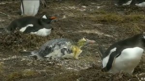 Обосрали пингвина