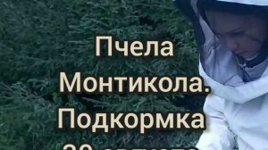Усидчивые пчёлы Монтикола. Медовый дол.