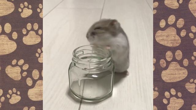 ПРИКОЛЫ С Хомячками Джунгариками. (СМЕШНАЯ ОЗВУЧКА) Hamsters like #280