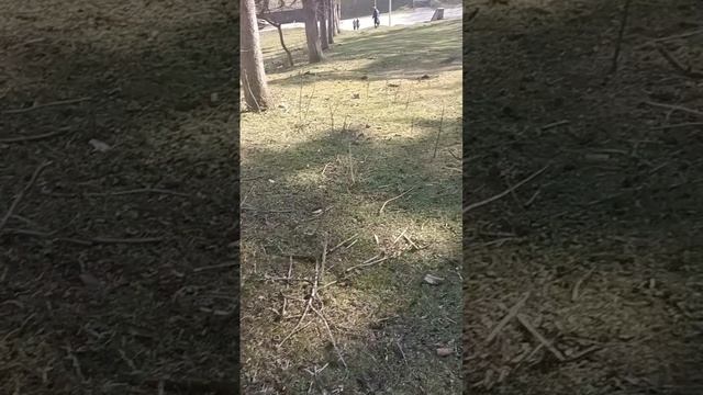 1000327539.mp4 НАЛЬЧИК. 28.03.2024. Мои прогулки и путешествия. Подъем к лесничеству и Даче Хрущева