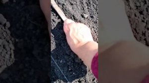 Сеем морковку со 100% результатом!