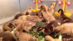 Залипательное видео😍. Бегунки едят травку🌿🦆