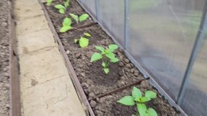 ВЛОГ 🌱 КТО ЭТО ДЕЛАЕТ? // ПРОПАДАЕТ РАССАДА // ВЫБИРАЕМ КРУЖКИ