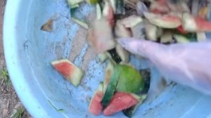 Bublic органическое удобрение из арбузных корок