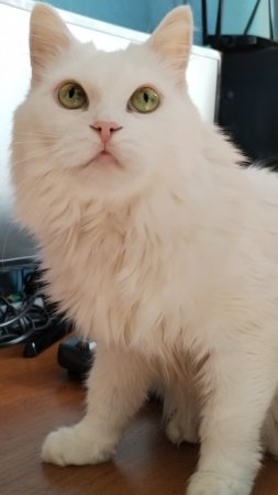 Кот гурман