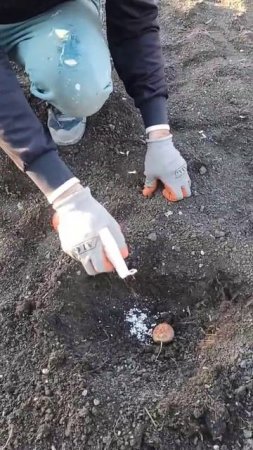 Мастер класс по посадке картофеля