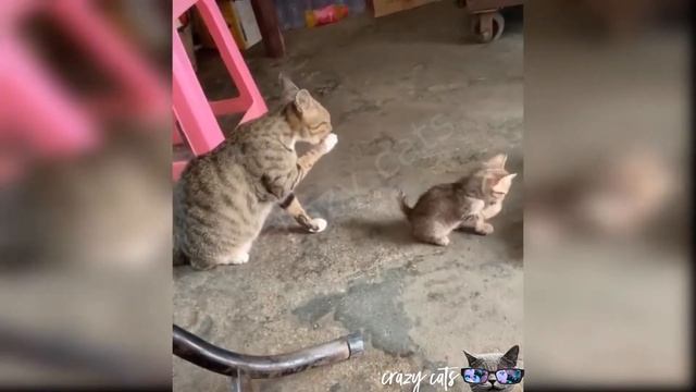 Самые смешные котята!🐈 Подборка приколов с котятами и кошками!