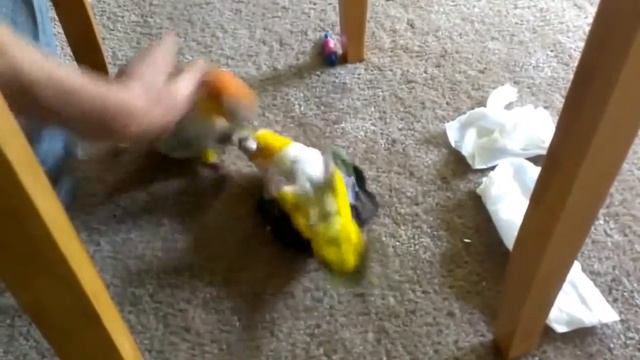 Попугаи играют  Веселые попугаи