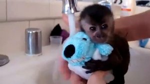 Приколы с обезьянками! Обезьянка крошка!!))