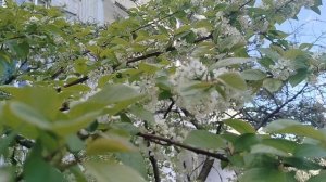 Зацвели вишни и тюльпаны около нашего дома в Москве 28.04.2025
