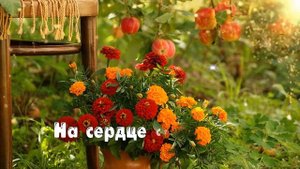 ДОБРОЕ УТРО 🤩🥰 Пожелания ДОБРОГО УТРА Красивое пожелание с добрым УТРОМ ВИДЕО ПОЗИТИВ!