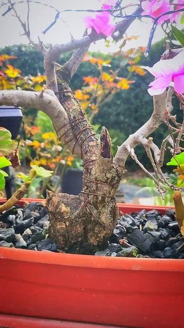 Делаю дерево, которое всегда цветёт👌🌺 #идеи #сакура #южныйсад #beautiful #newvideo смотреть онлайн