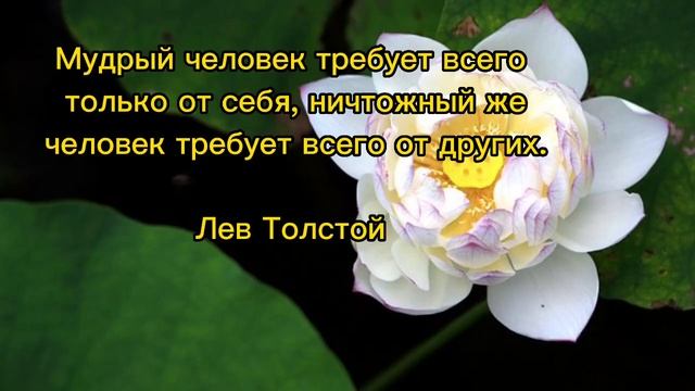 Цитаты и Высказывания великих Людей 🌺 / Лучшие слова мыслителей
