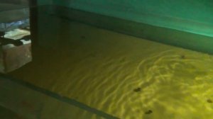 Разводня аквариумных рыб в Никополе