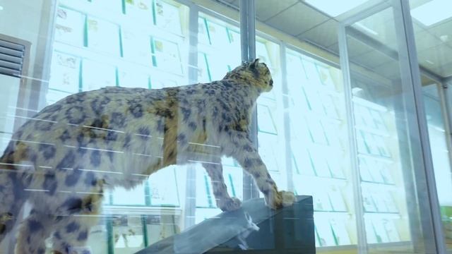 «Кулун-Ата» мамлекеттик жаратылыш коругунун өсүмдүктөр жана жаныбарлар дүйнөсүнүн музейи. смотреть онлайн