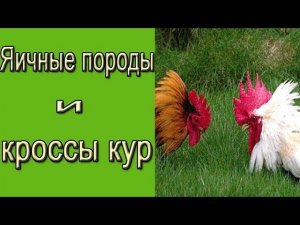 Яичные породы и кроссы кур.  Описание яичных пород кур