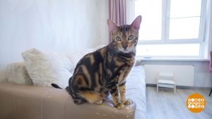 Кот, давай-ка сядем! На диету. Доброе утро. Фрагмент выпуска от 28.04.2025