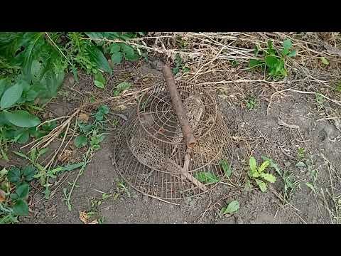 ЛОВУШКА НА ФАЗАНА