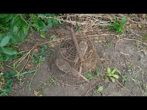 ЛОВУШКА НА ФАЗАНА