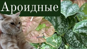 Обзор не большой коллекции - Сингониум|Сциндапсус|Эпипремнум