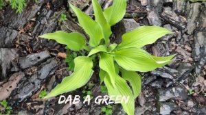 Интересный сорт хосты Dab a Green...#hosta #хоста #сорта #коллекция