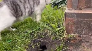 ЧЕЛЛЕНДЖ ДЛЯ КОТОВ СМЕШНЫЕ КОТЫ А НУ КА ДАВАЙ КА♥️🤣