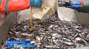 Вести Санкт-Петербург. Выпуск 08.35 от 28.04.2025