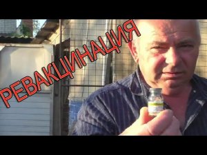 РЕВАКЦИНАЦИЯ цыплят от болезни Нью Касла и бронхита