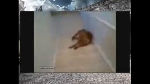 Смешные кошки и собаки