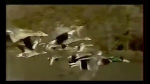 Старая Реклама Билайн GSM - Утки