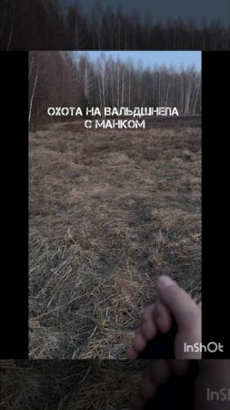 Охота на вальдшнепа с манком
