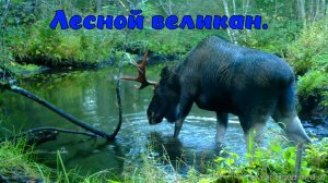 Лесной великан. Кадр с фотоловушки.