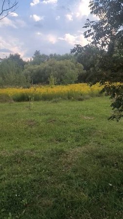 Трава на лугу