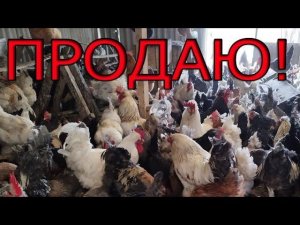 Продаю кур на мясо и яйцо.