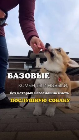 ❗️БАЗОВЫЕ КОМАНДЫ И НАВЫКИ, БЕЗ КОТОРЫХ НЕВОЗМОЖНО ИМЕТЬ ПОСЛУШНУЮ СОБАКУ❗️