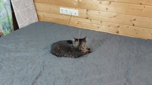 Котенок играет с фантиком на веревочке.